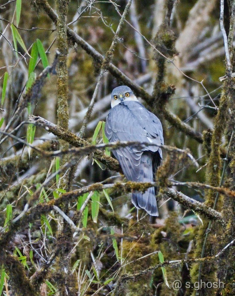 Eurasian Sparrowhawk - Biswanath Mondal