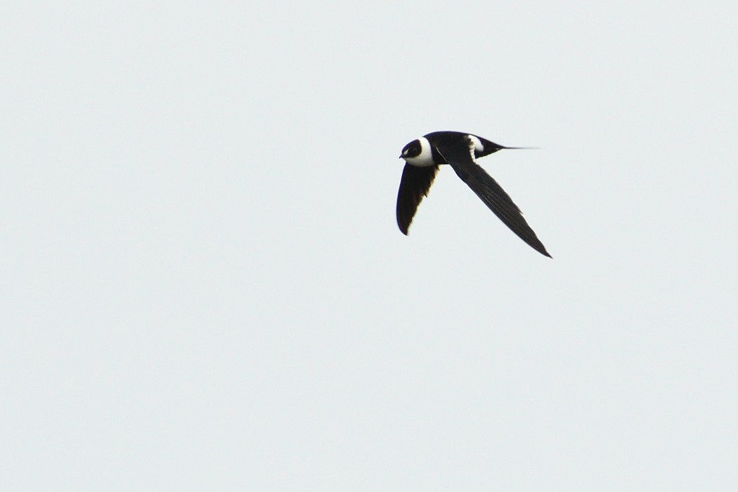 Great Swallow-tailed Swift - ML216659971