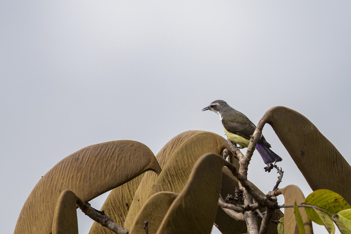 Western Violet-backed Sunbird (Southern) - ML216664611