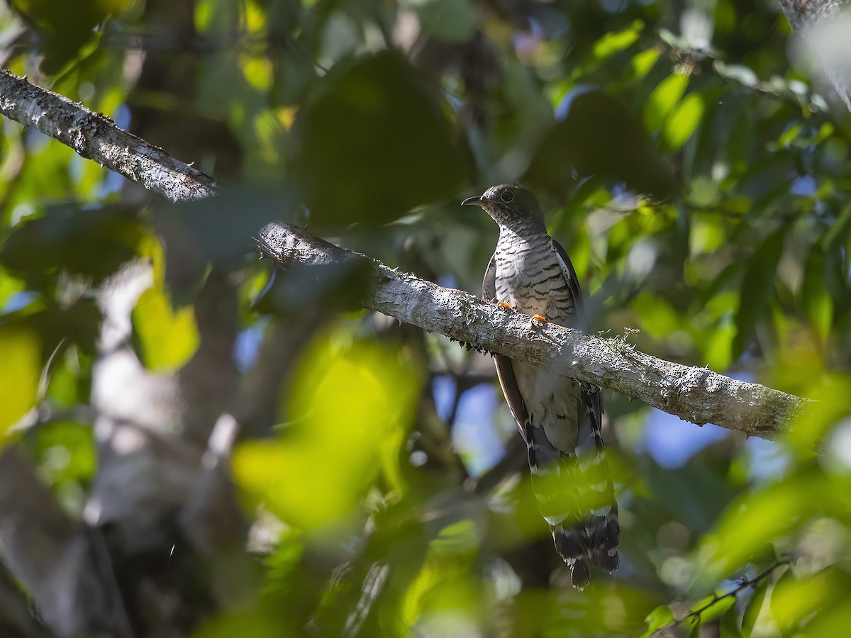 Olive Long-tailed Cuckoo - ML216665861