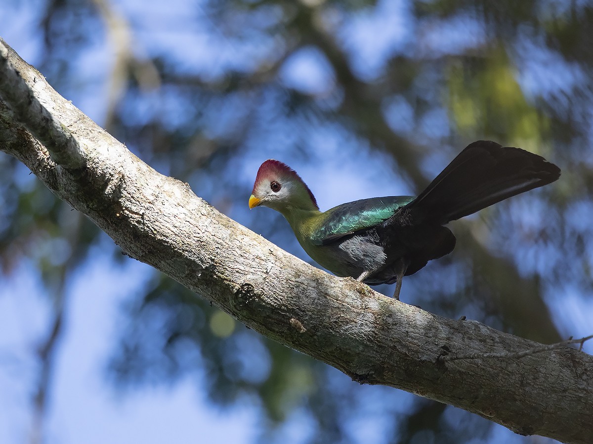 Red-crested Turaco - Niall D Perrins