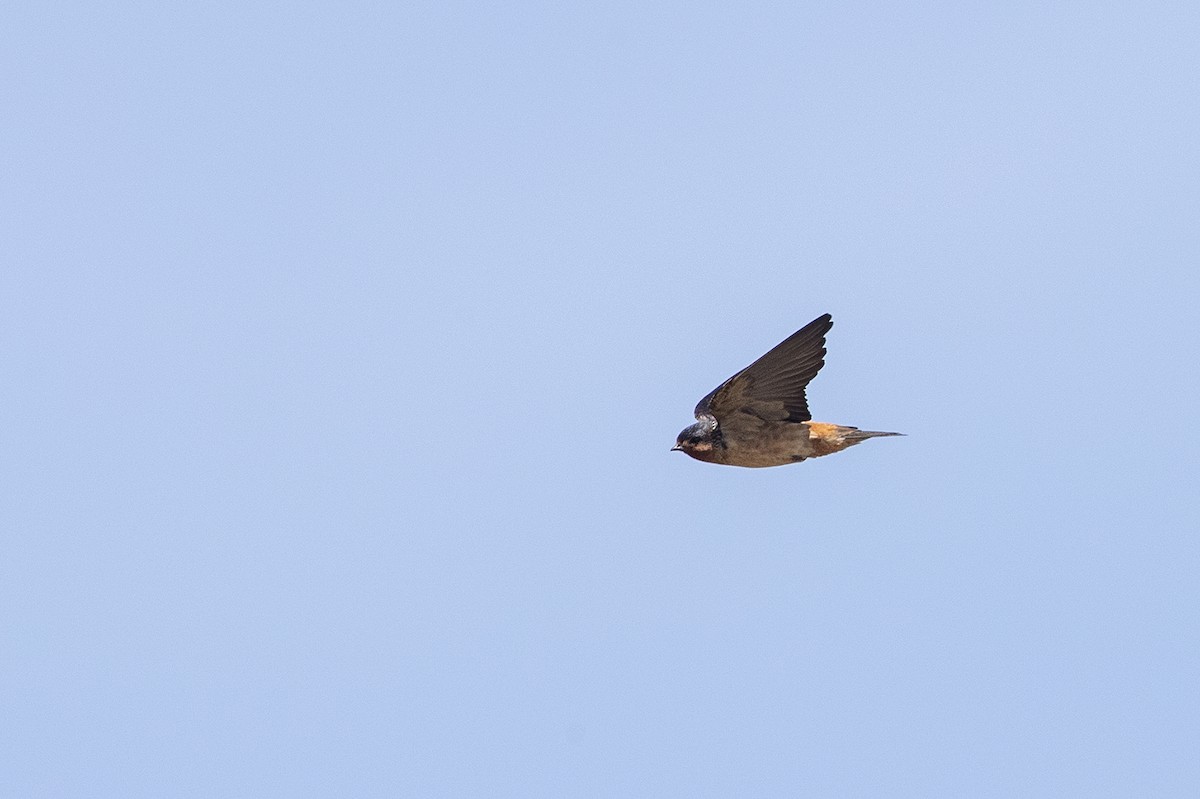 Red-throated Swallow - Niall D Perrins