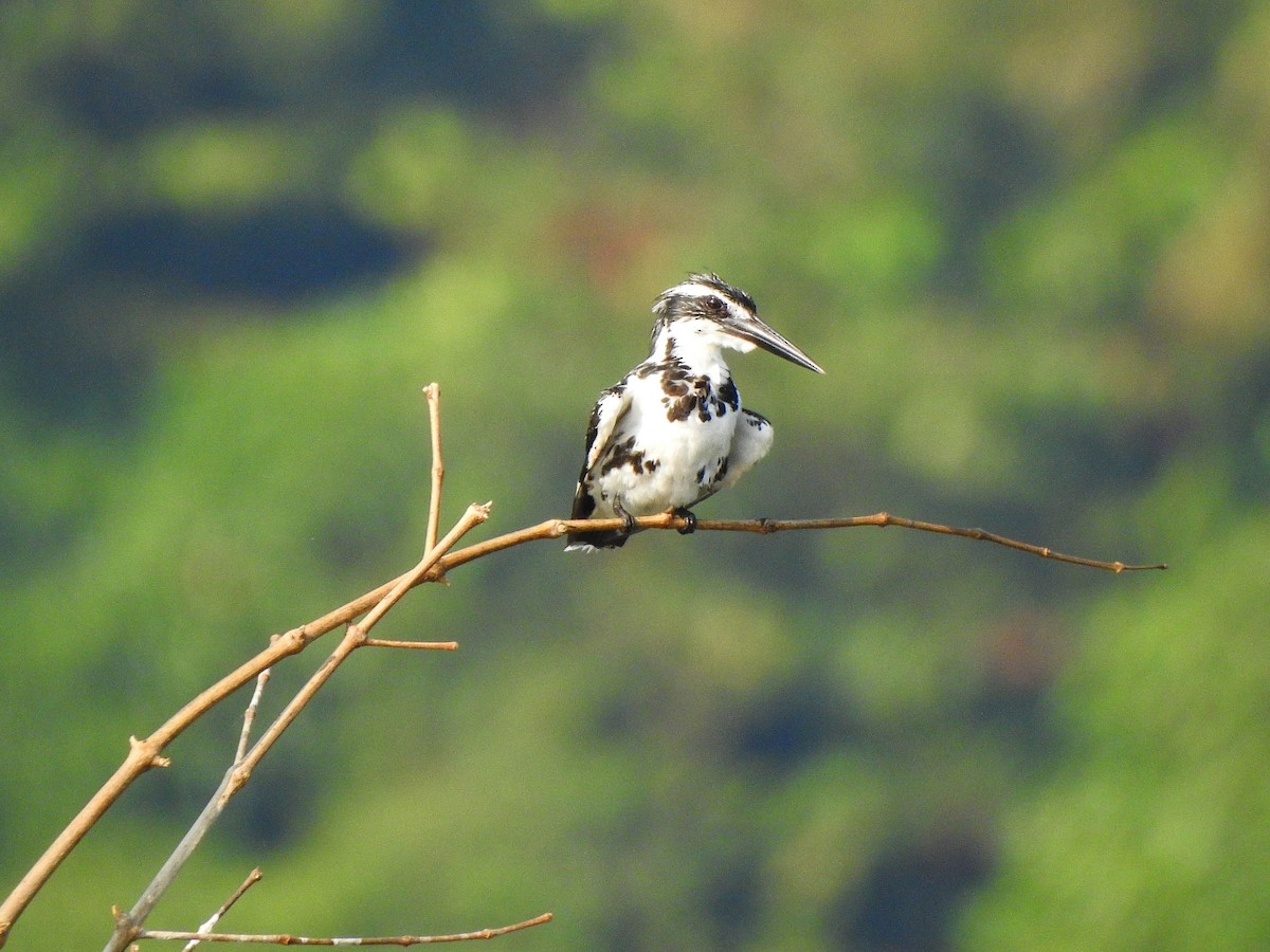 Pied Kingfisher - Afsar Nayakkan