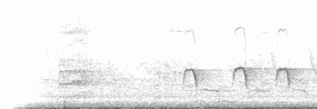 Brown-crested Flycatcher (Cooper's) - ML216669