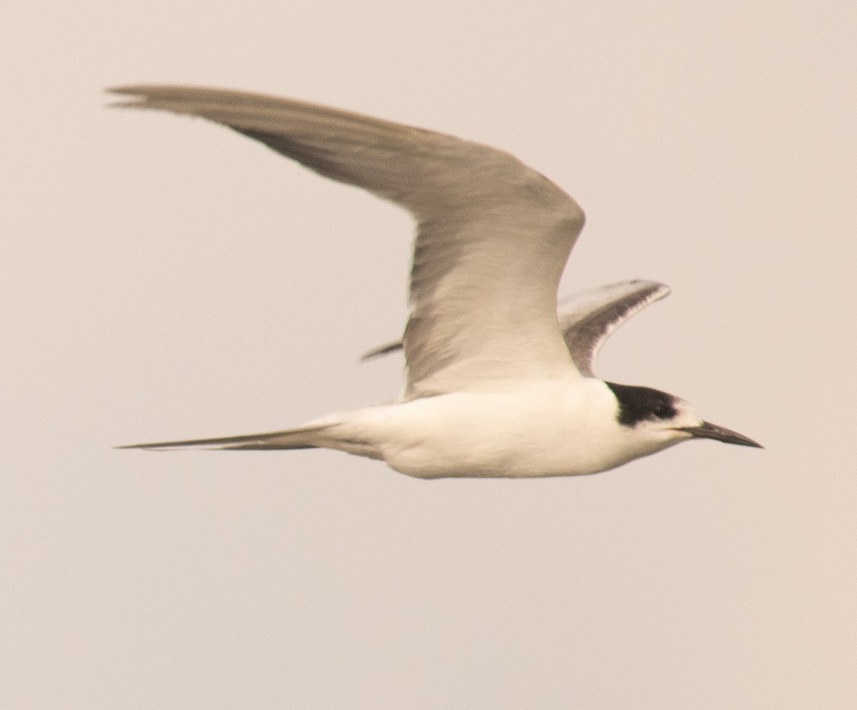 Common Tern - Harry Miller