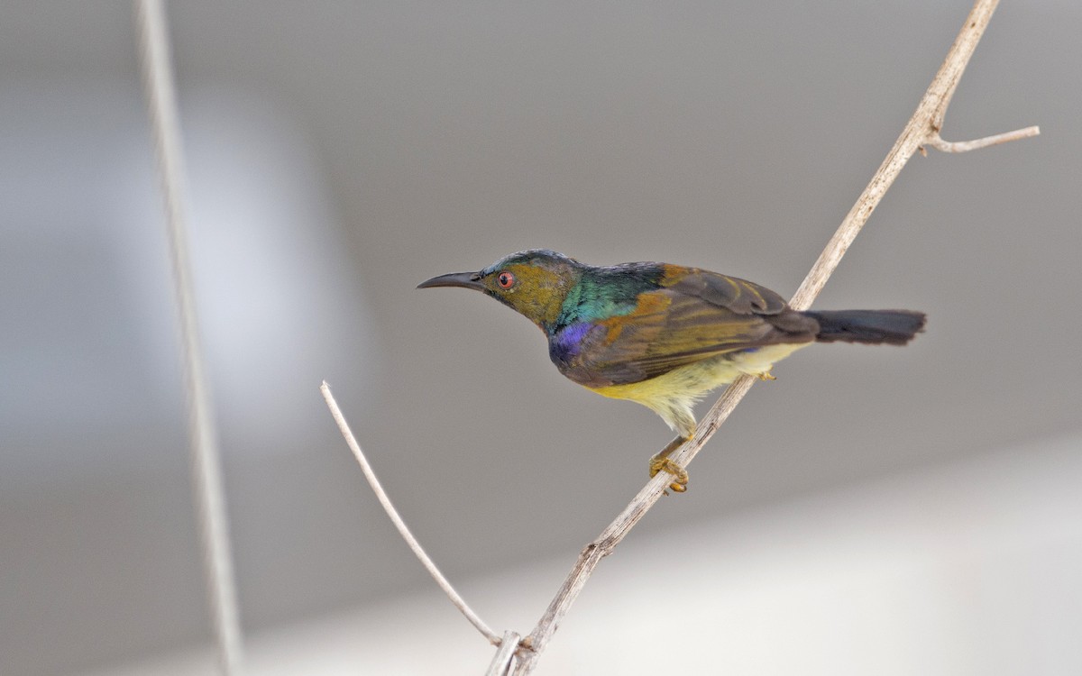 Brown-throated Sunbird - Thierry NOGARO