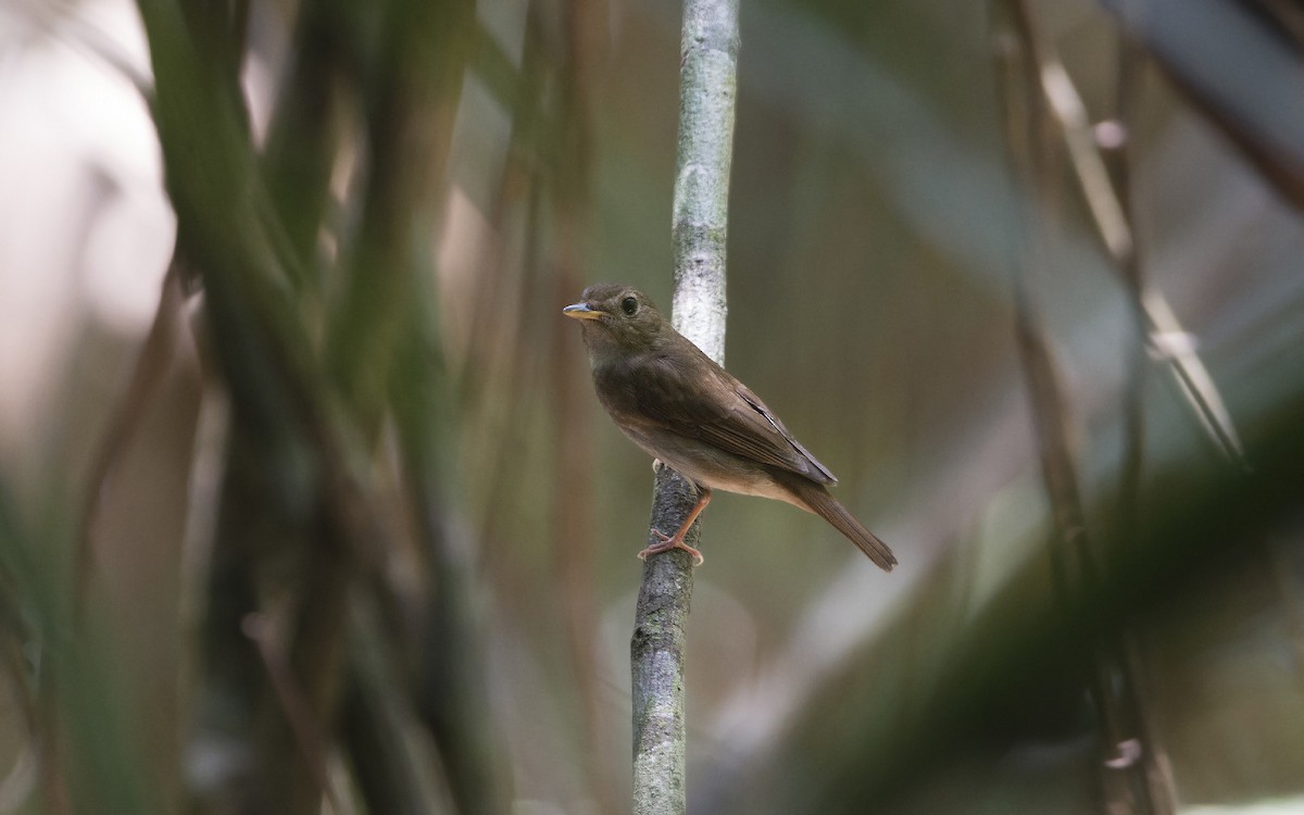 Brown-chested Jungle Flycatcher - Thierry NOGARO