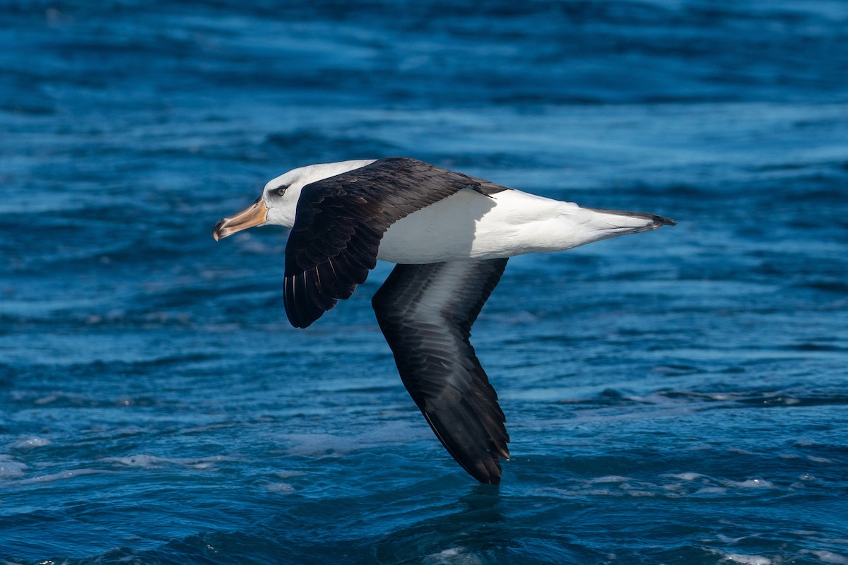 Black-browed Albatross (Campbell) - Tim Henderson