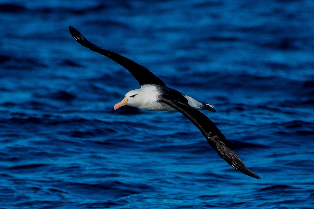 Black-browed Albatross (Black-browed) - ML216670981
