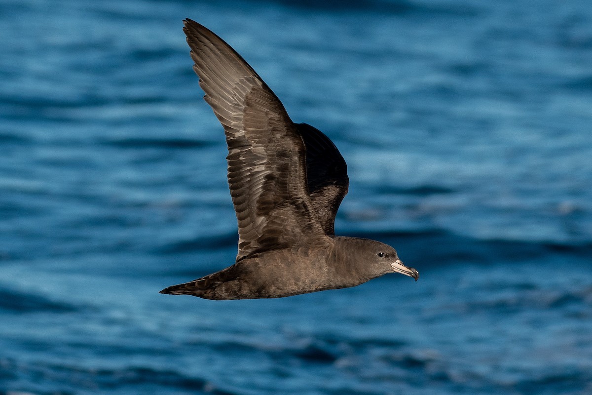 Flesh-footed Shearwater - ML216671051