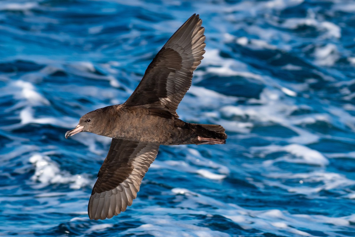 Flesh-footed Shearwater - ML216671071