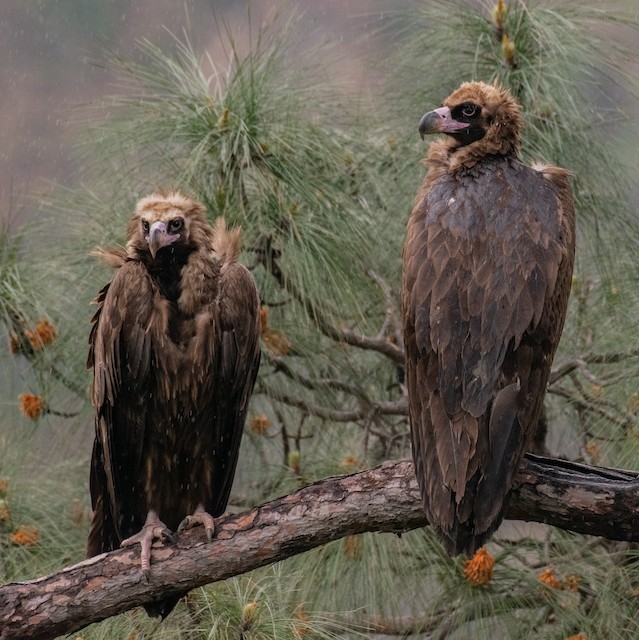 Roost sites; Jammy and Kashmir, India.&nbsp; - Cinereous Vulture - 
