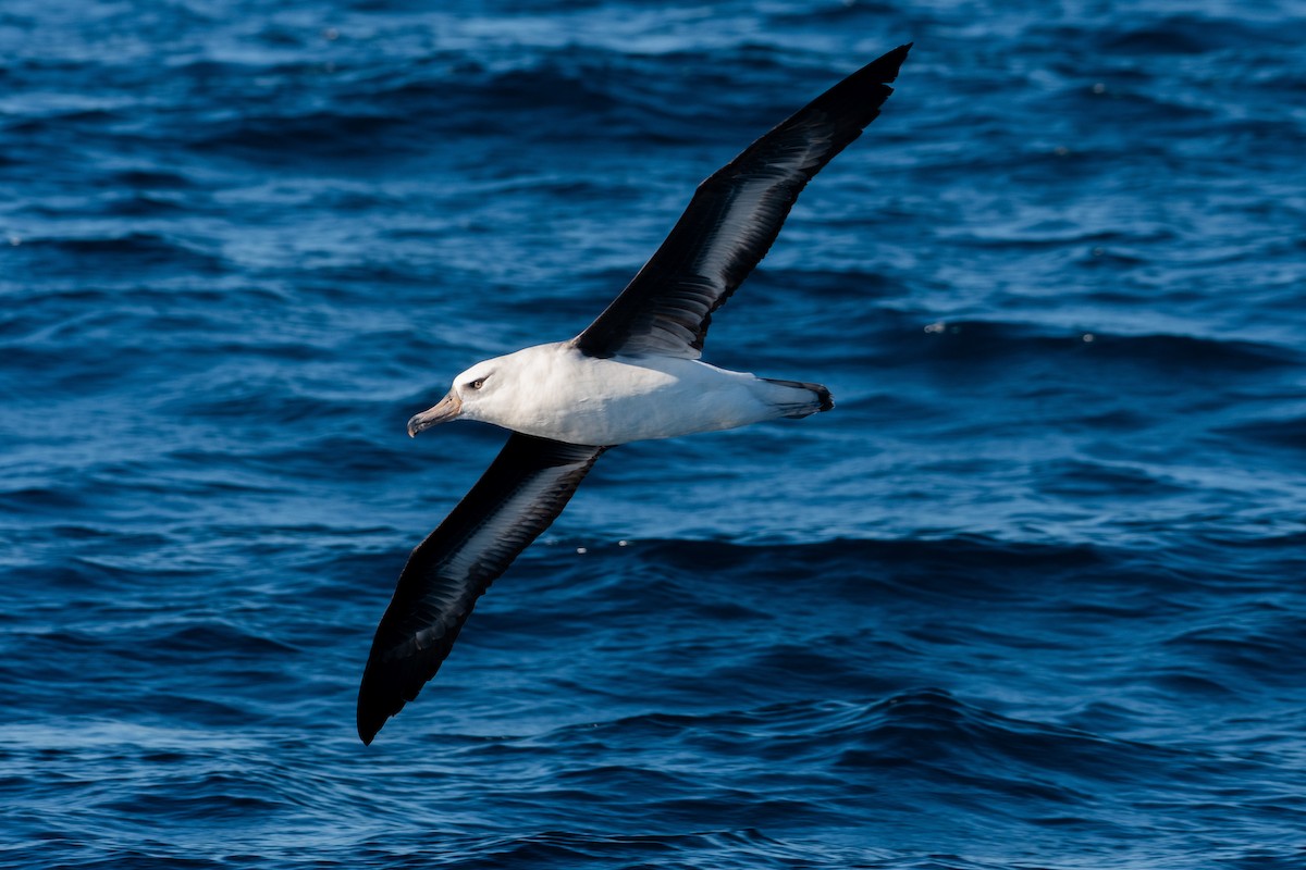 Black-browed Albatross (Campbell) - ML216671591