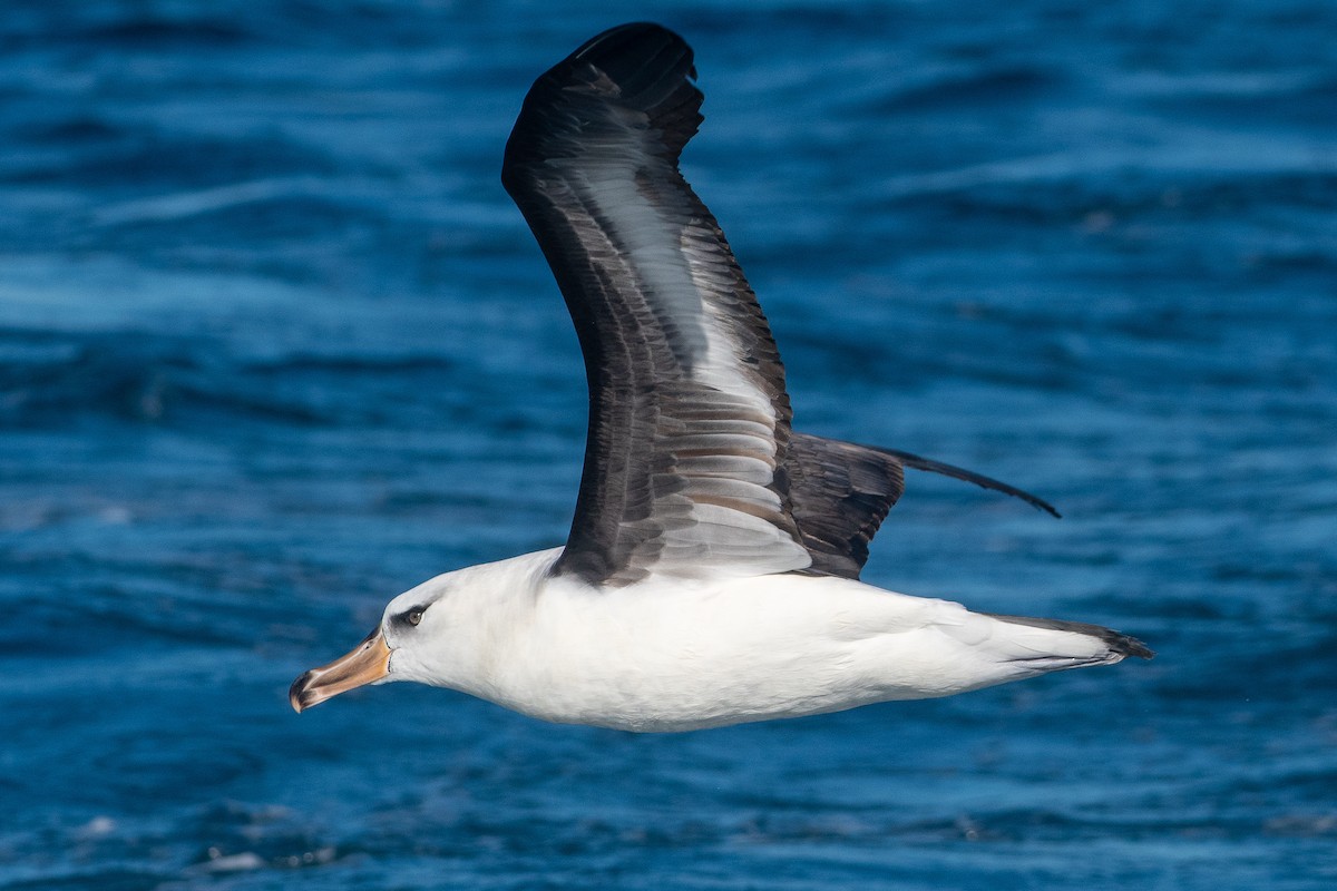 Black-browed Albatross (Campbell) - ML216671761