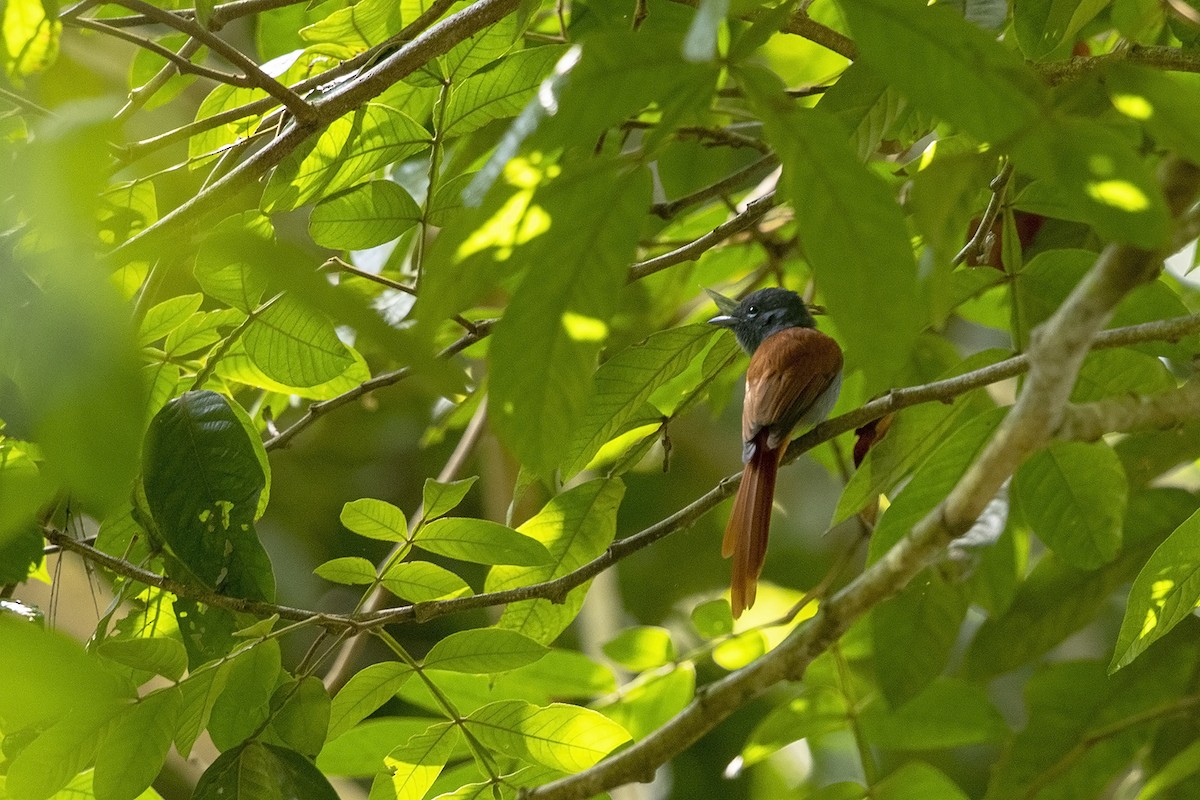 Rufous-vented Paradise-Flycatcher - Niall D Perrins