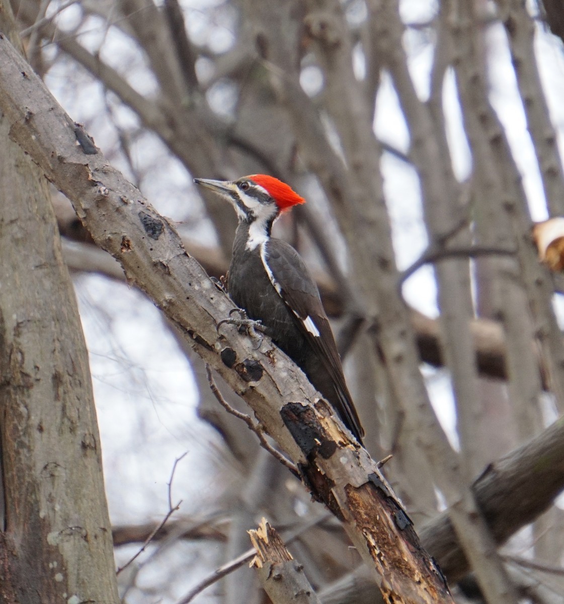 Pileated Woodpecker - ML216675421