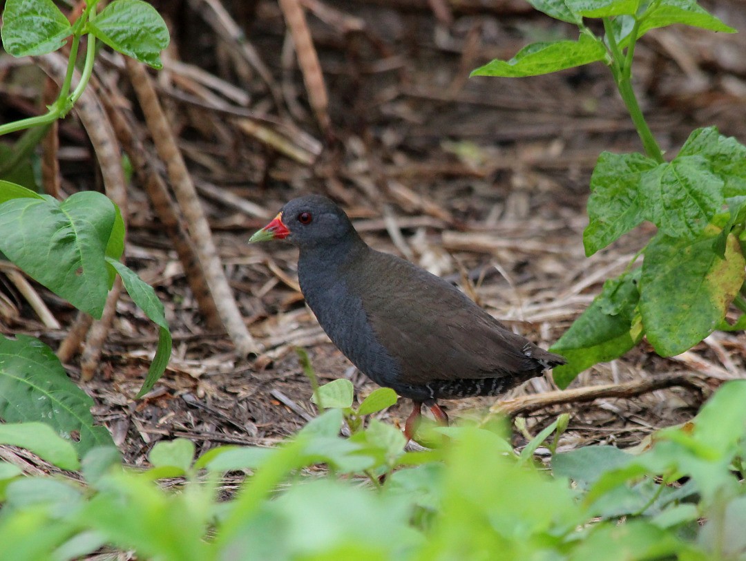 Paint-billed Crake - Elby Anderson A Silva