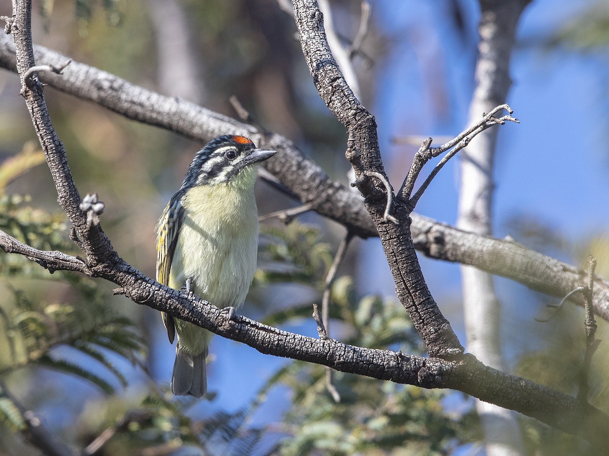 Yellow-fronted Tinkerbird - Niall D Perrins