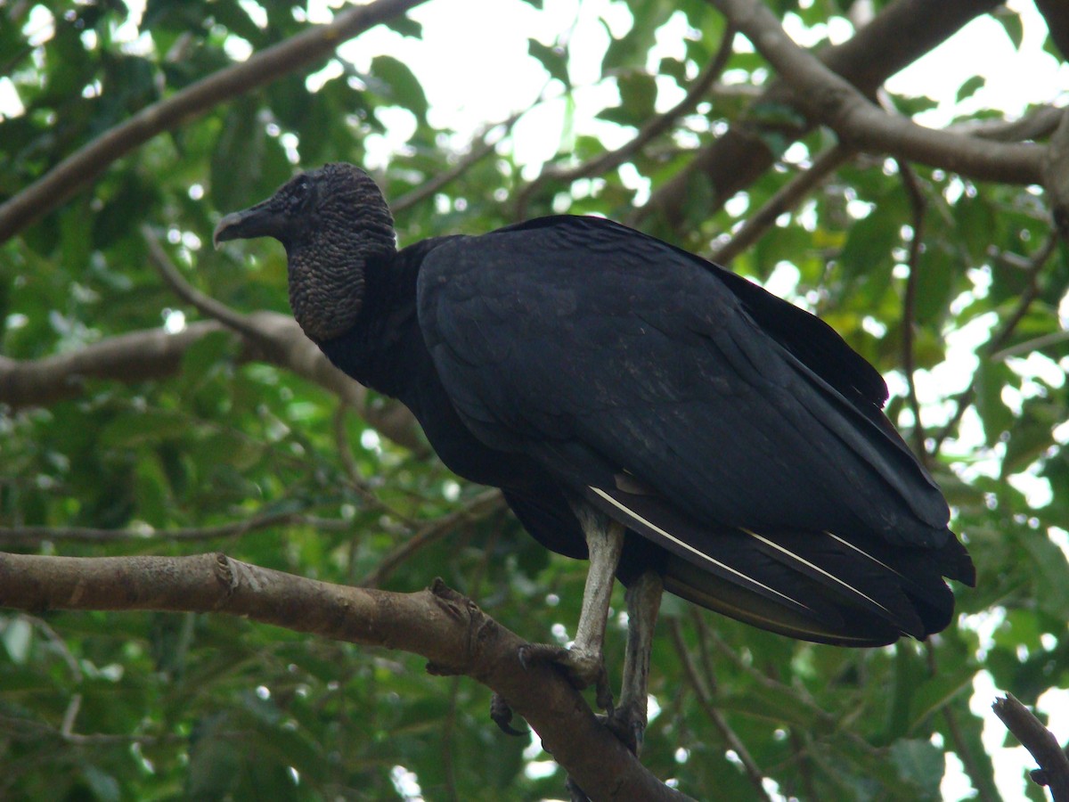 Black Vulture - ML216680591