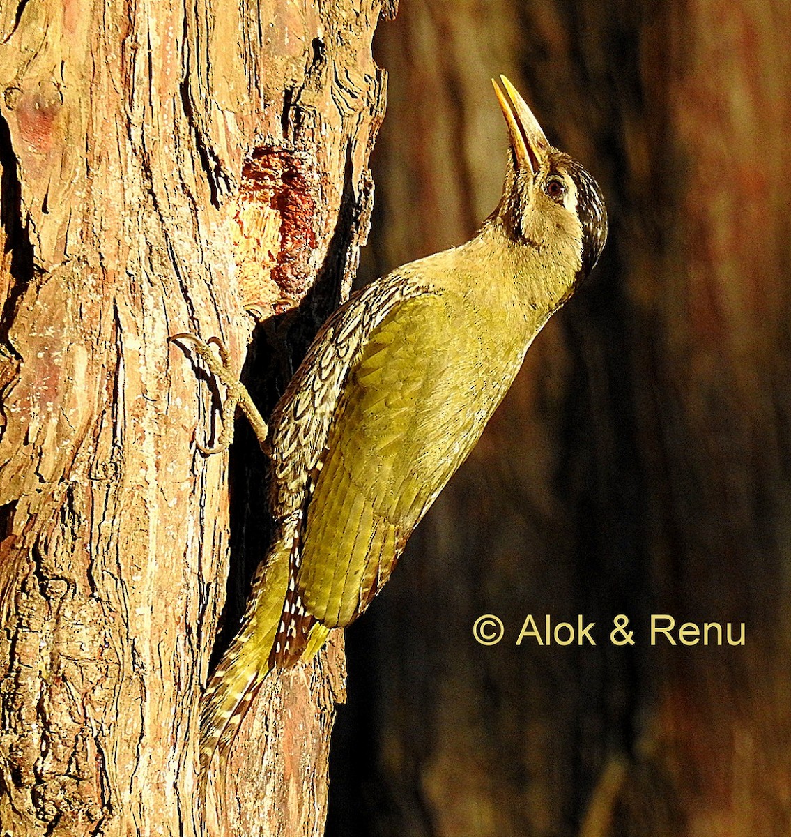 Scaly-bellied Woodpecker - Alok Tewari