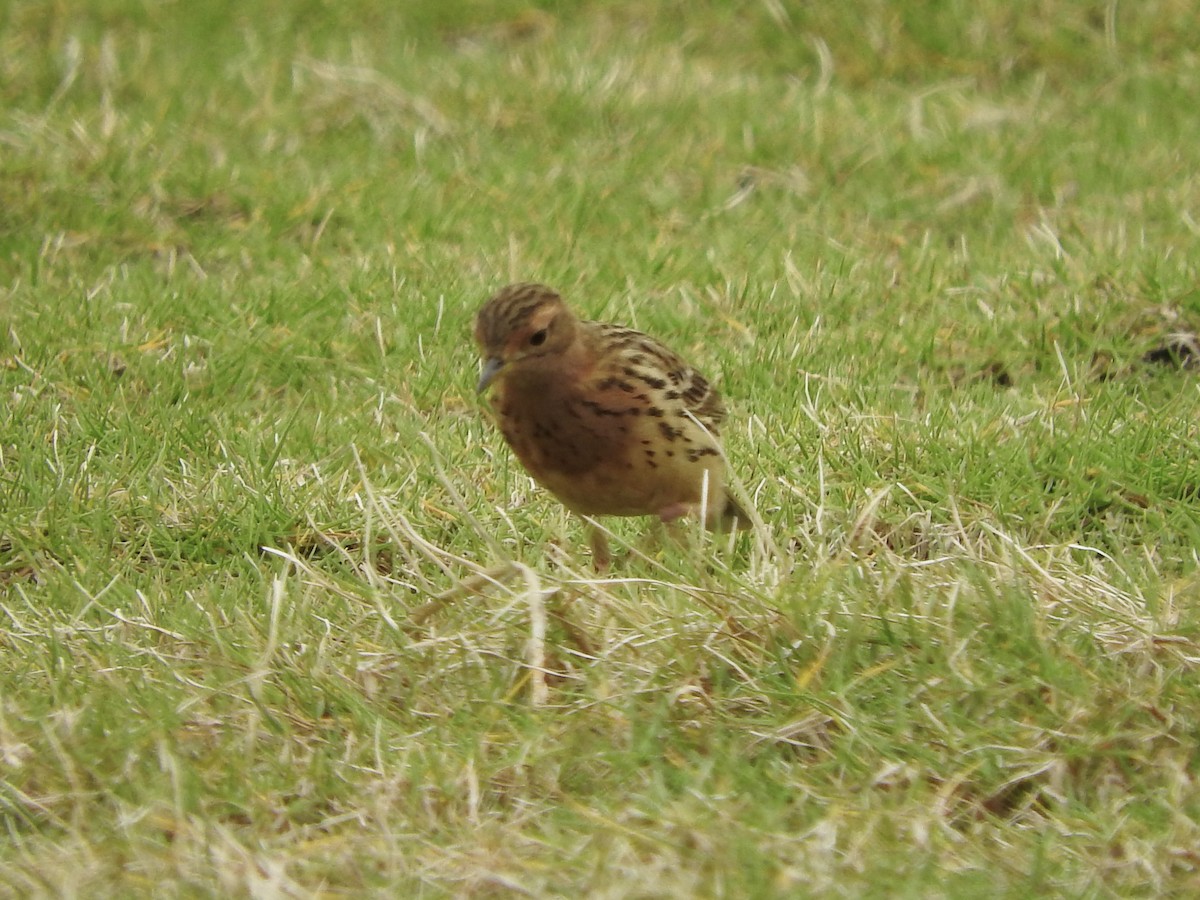 Red-throated Pipit - ML216681371