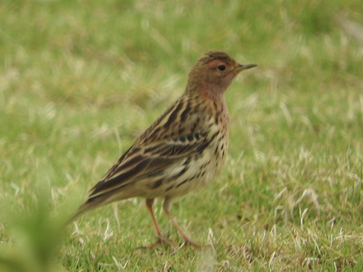 Red-throated Pipit - ML216681391