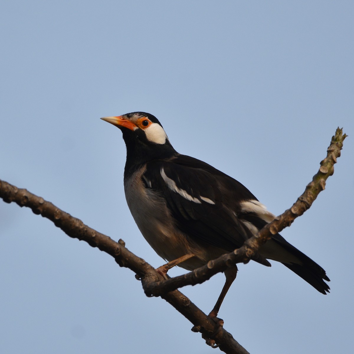 Indian Pied Starling - ML216681441
