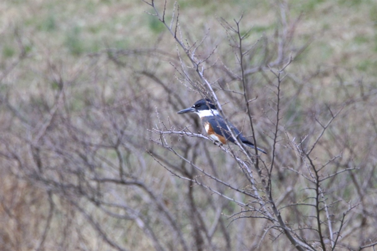 Belted Kingfisher - Vickie Baily
