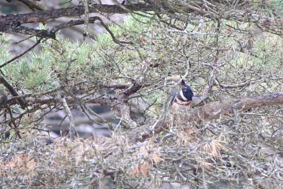Belted Kingfisher - ML216682821