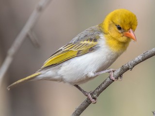 Red-headed Weaver - eBird