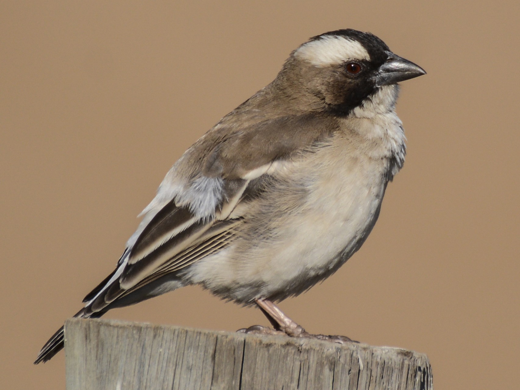 White-browed Sparrow-Weaver - Patrick Maurice