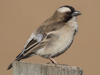  - White-browed Sparrow-Weaver
