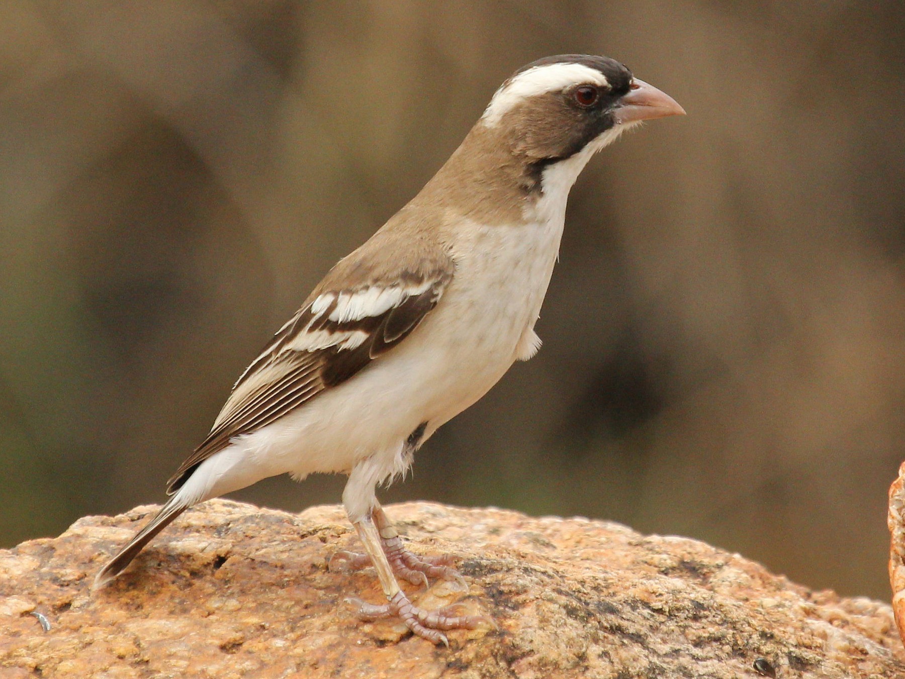 White-browed Sparrow-Weaver - Andrey Vlasenko