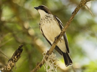 นกเต็มวัย (Spot-chested) - Jonas Gaigr - ML216685231