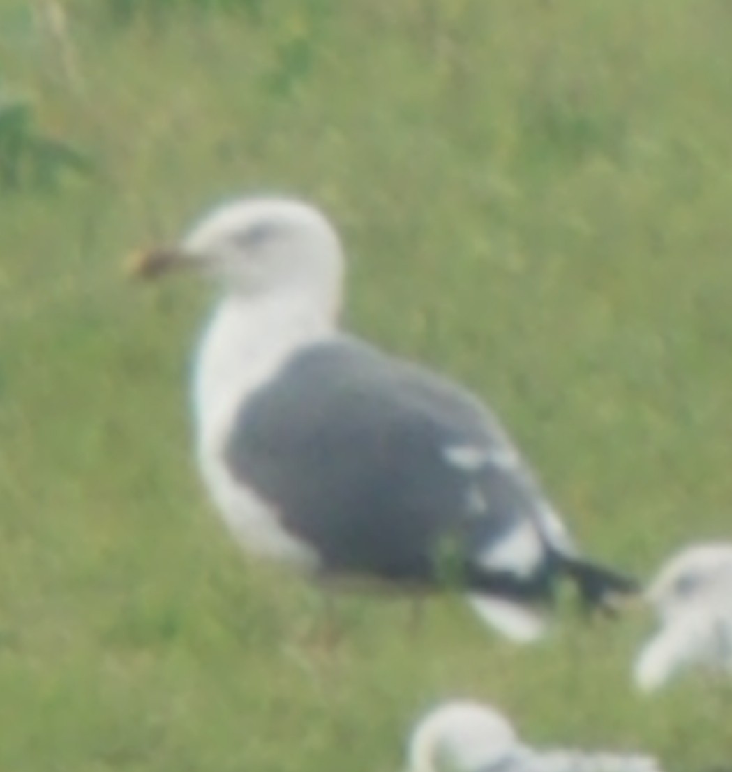 Lesser Black-backed Gull - ML216685601