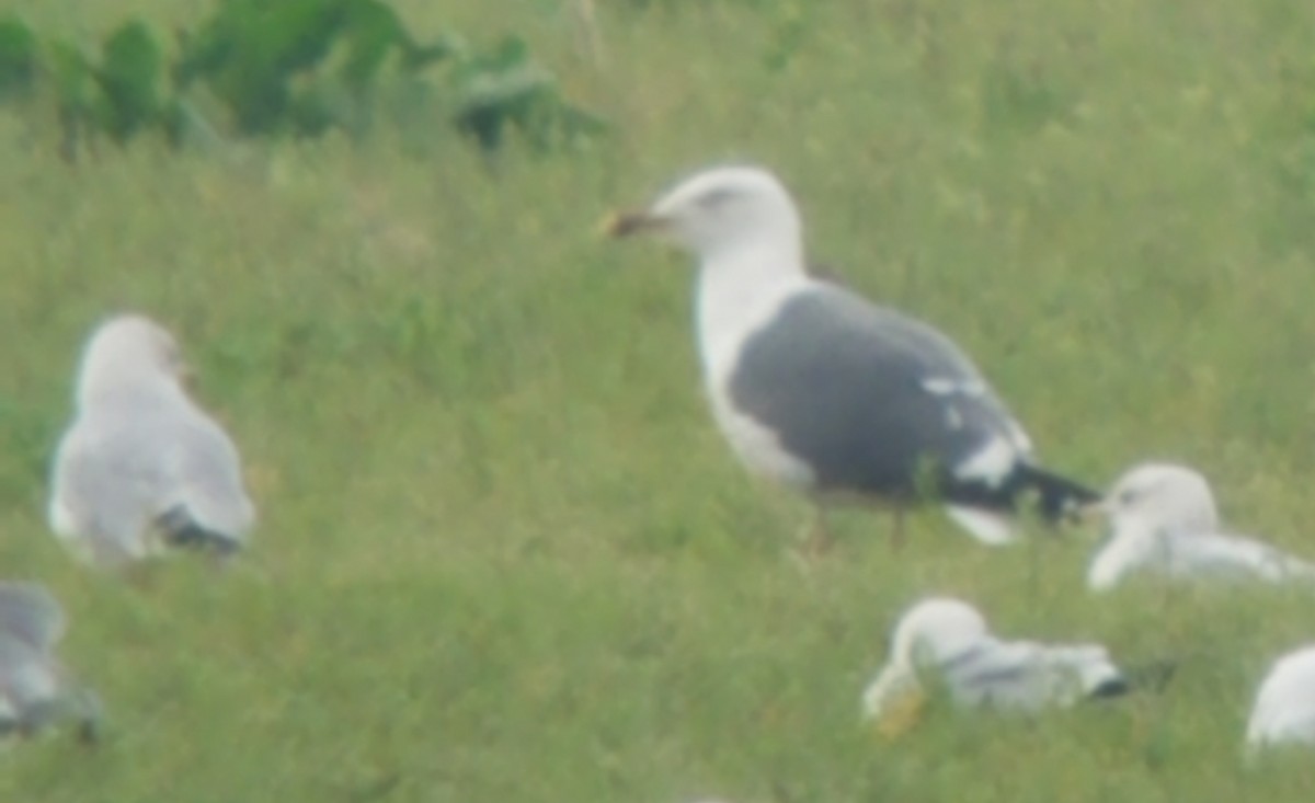 Lesser Black-backed Gull - Patty McLean