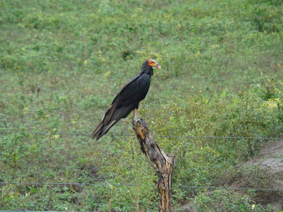 Lesser Yellow-headed Vulture - Pedro Cabello Maleno