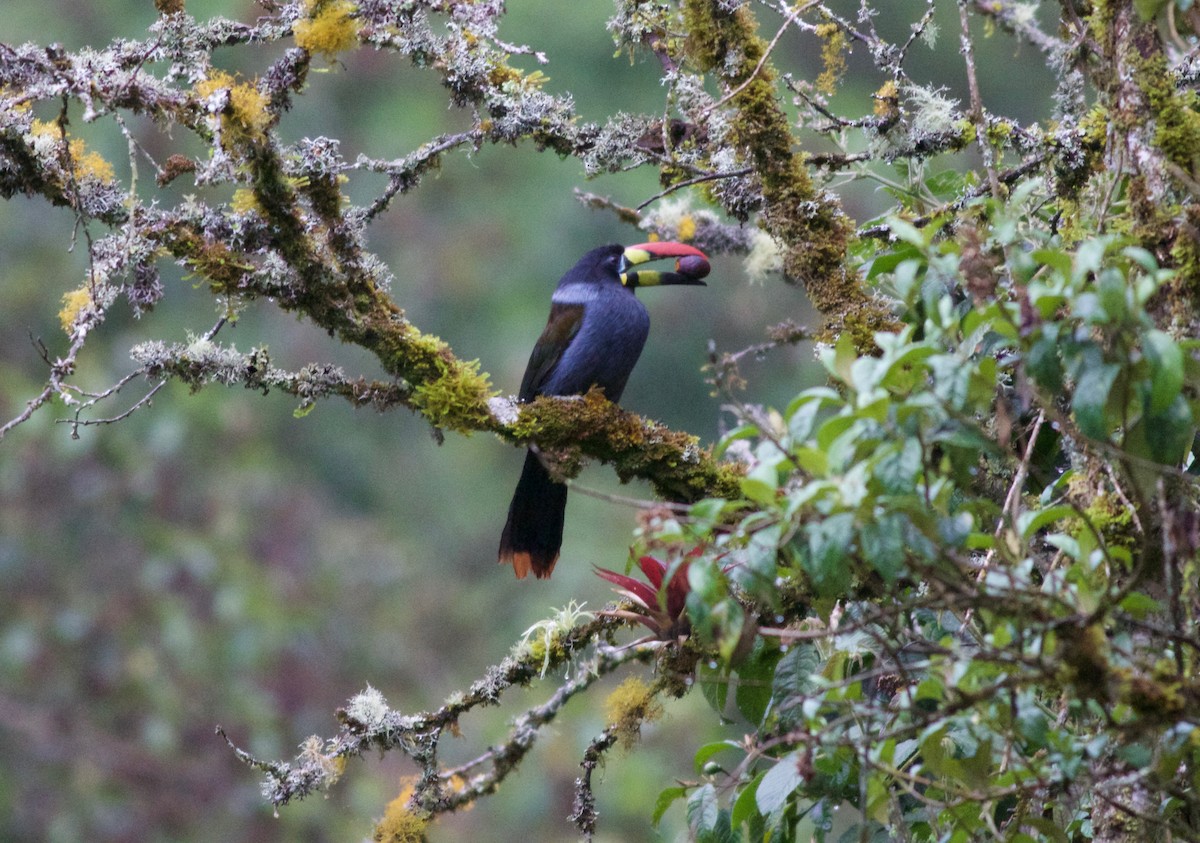 Gray-breasted Mountain-Toucan - ML216686761