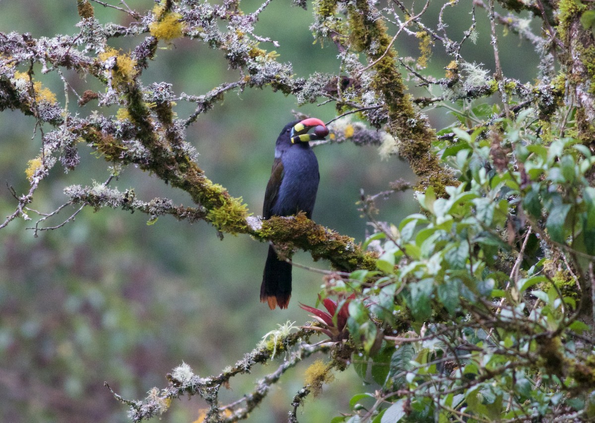 Gray-breasted Mountain-Toucan - ML216686771