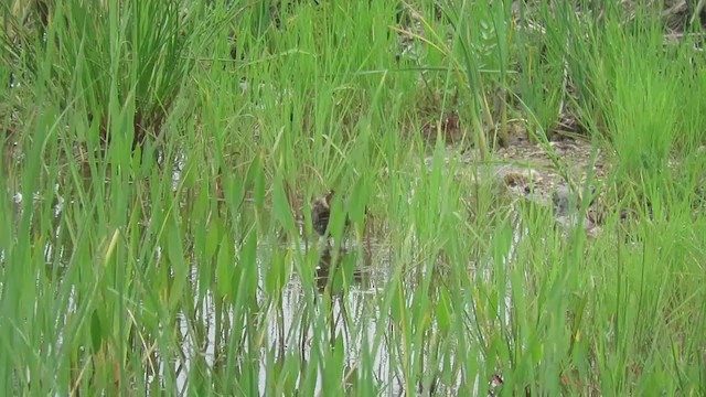 Spotted Crake - ML216688831