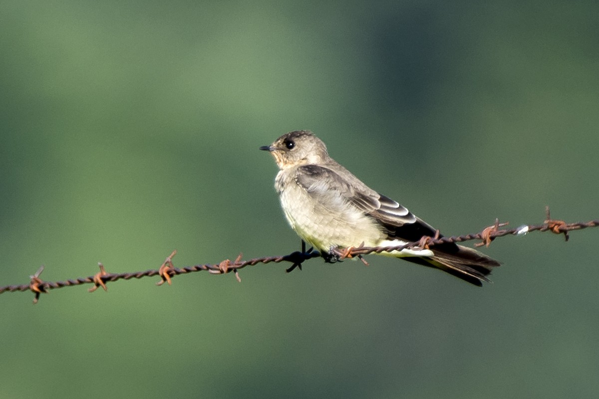 Southern Rough-winged Swallow - ML216689421