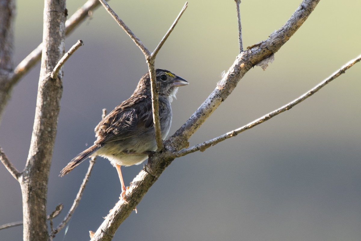 Grassland Sparrow - ML216689661