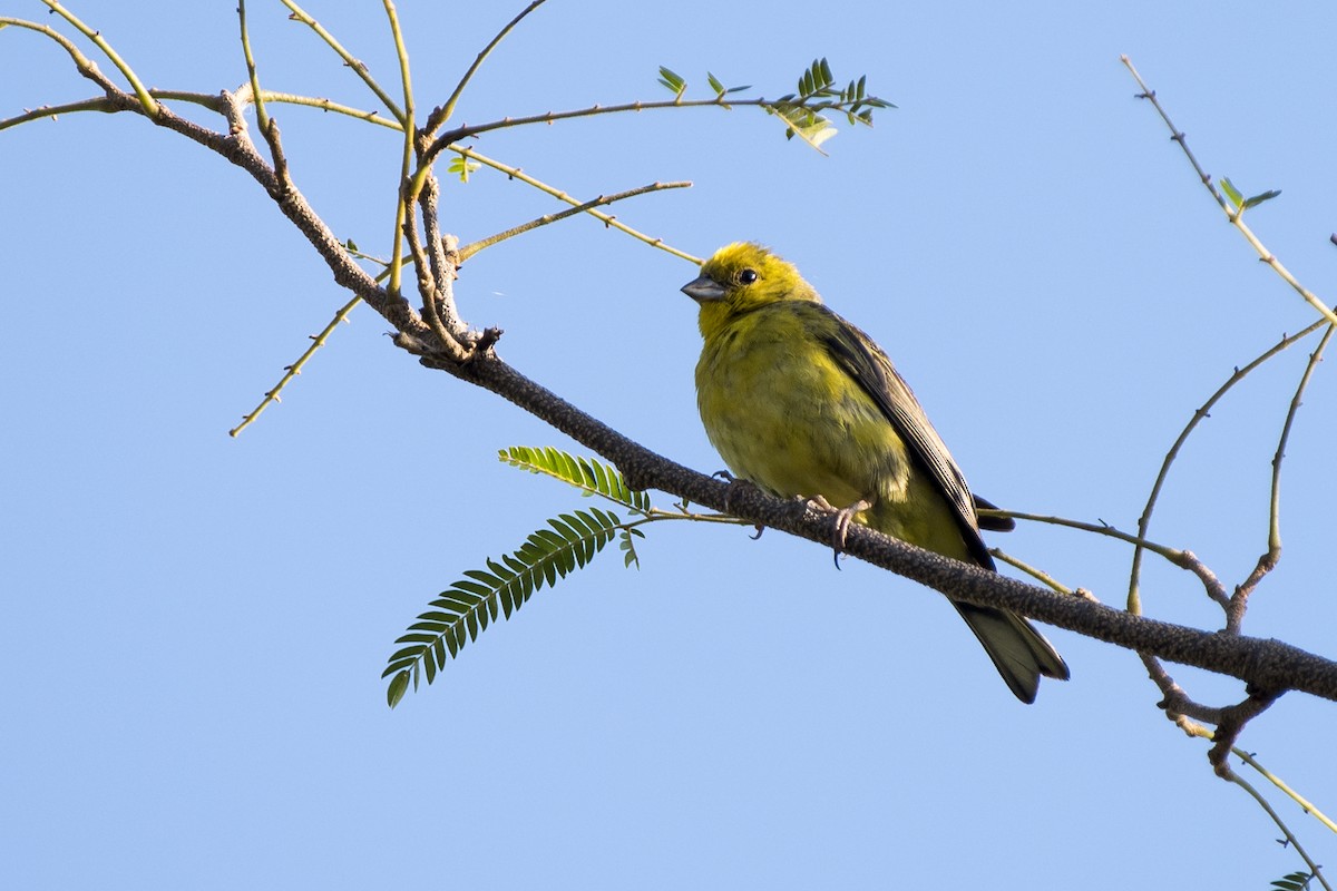 Stripe-tailed Yellow-Finch - ML216689691