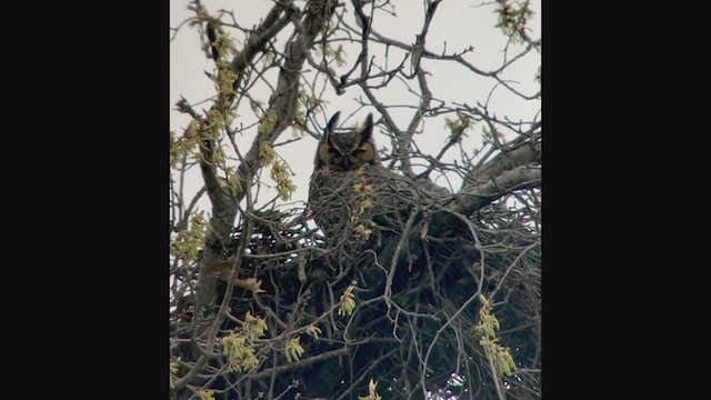 Great Horned Owl - ML216691321