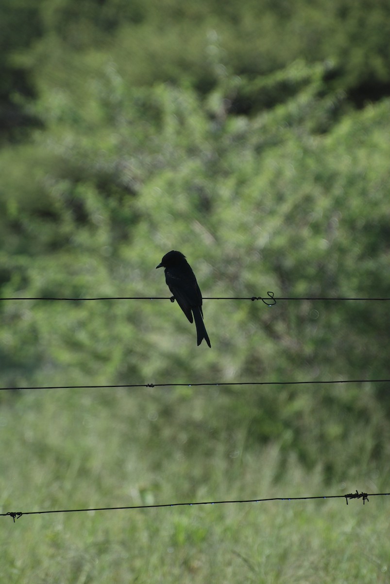 Fork-tailed Drongo - ML216698651