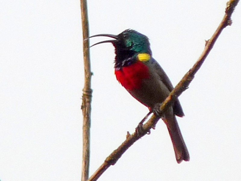 Greater Double-collared Sunbird - David Bree