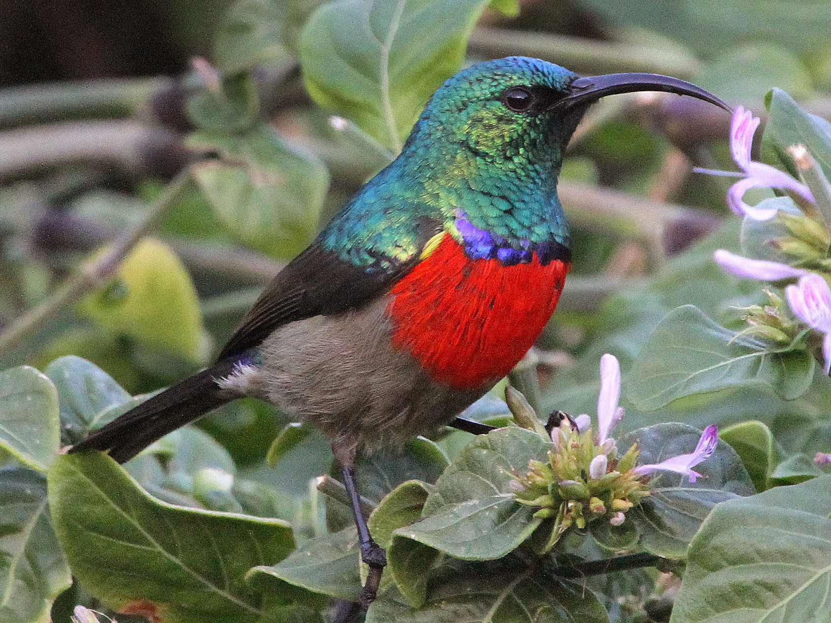 Greater Double-collared Sunbird - Stephen Gast