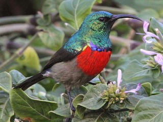  - Greater Double-collared Sunbird