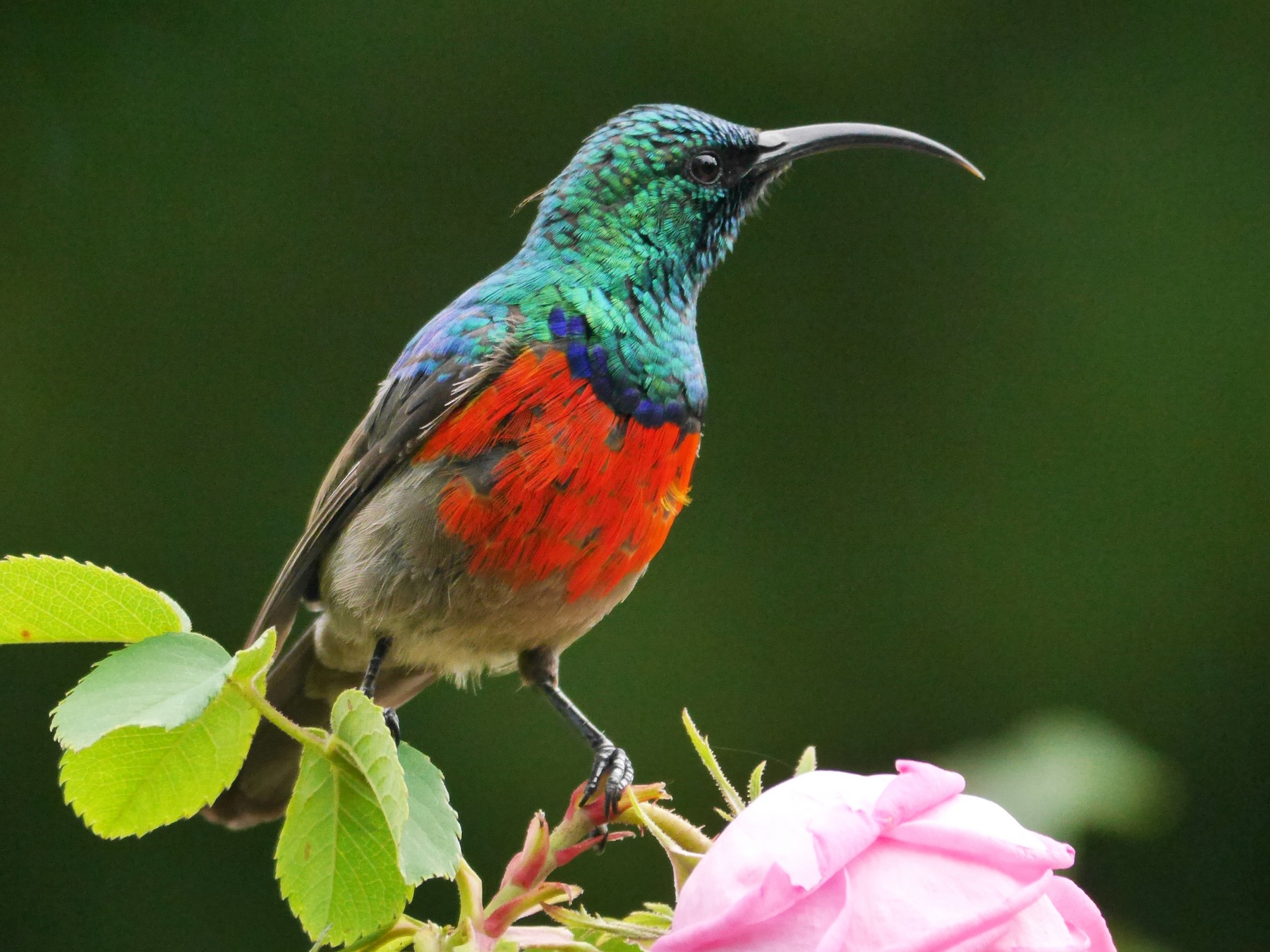 Greater Double-collared Sunbird - Tom Heijnen