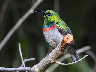 - Southern Double-collared Sunbird